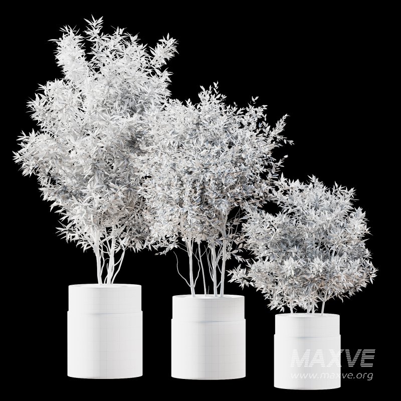 Indoor Plant 43 - Image 3