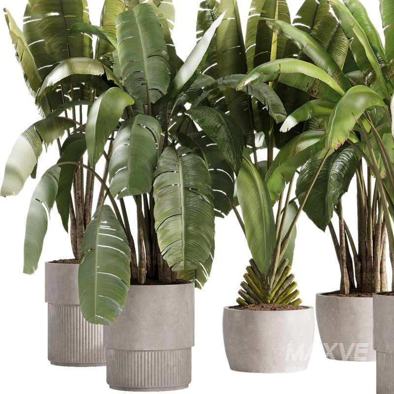 indoor plants – 36 plant collections in pot_corona - Image 1