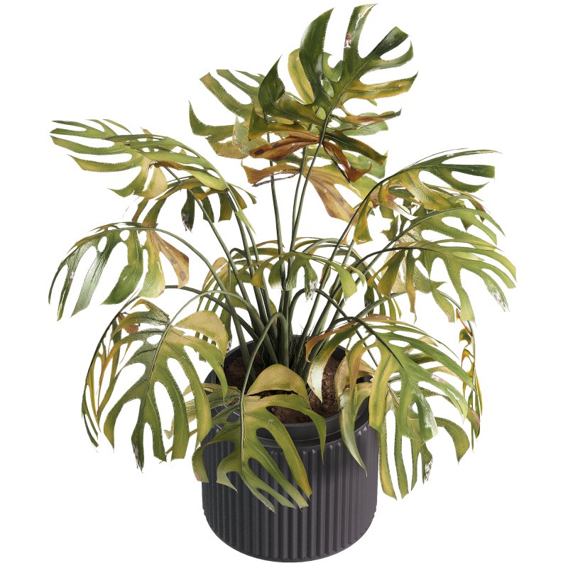 indoor plants – 33 plant in pot - Image 4