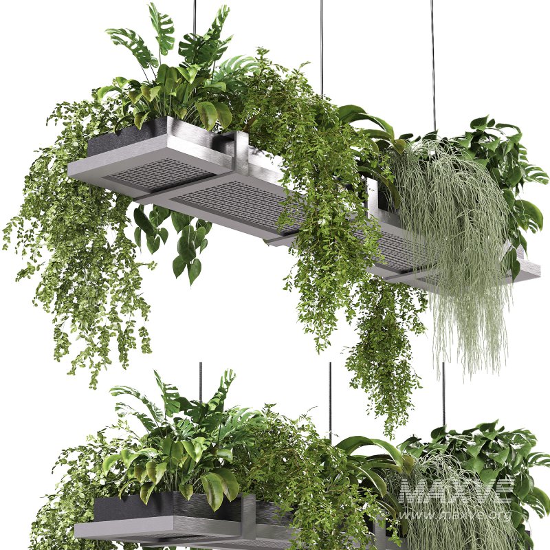 Hanging indoor Plants 03 - Image 4
