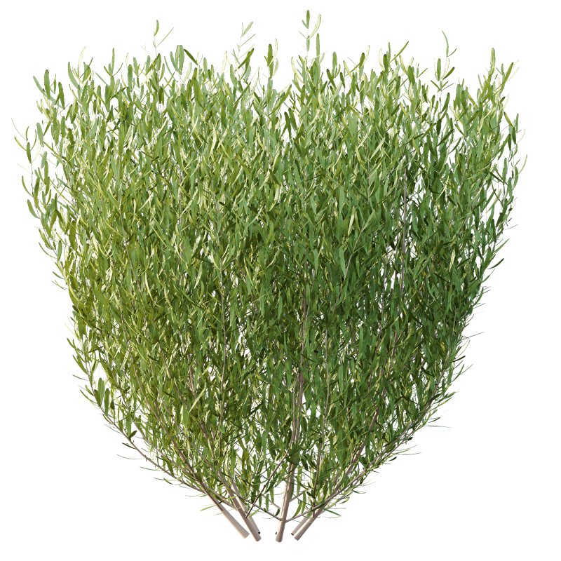 plant bush Lavandula pedunculata 02 - Image 2