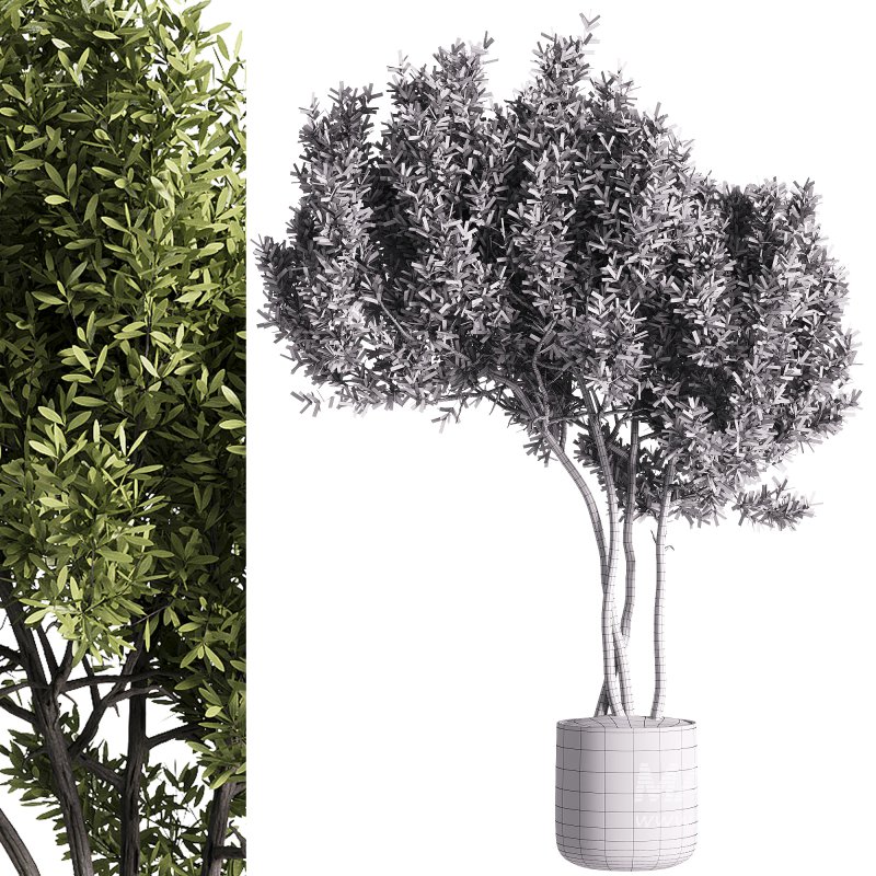 indoor plants – 47 plant in pot - Image 1