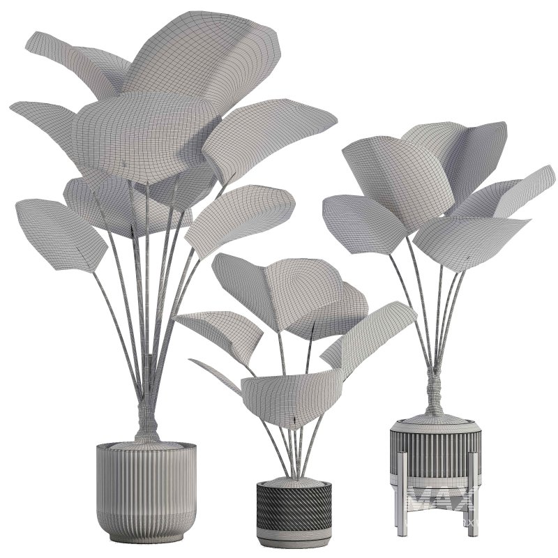 Indoor Plant 04 – Licuala Palm - Image 5