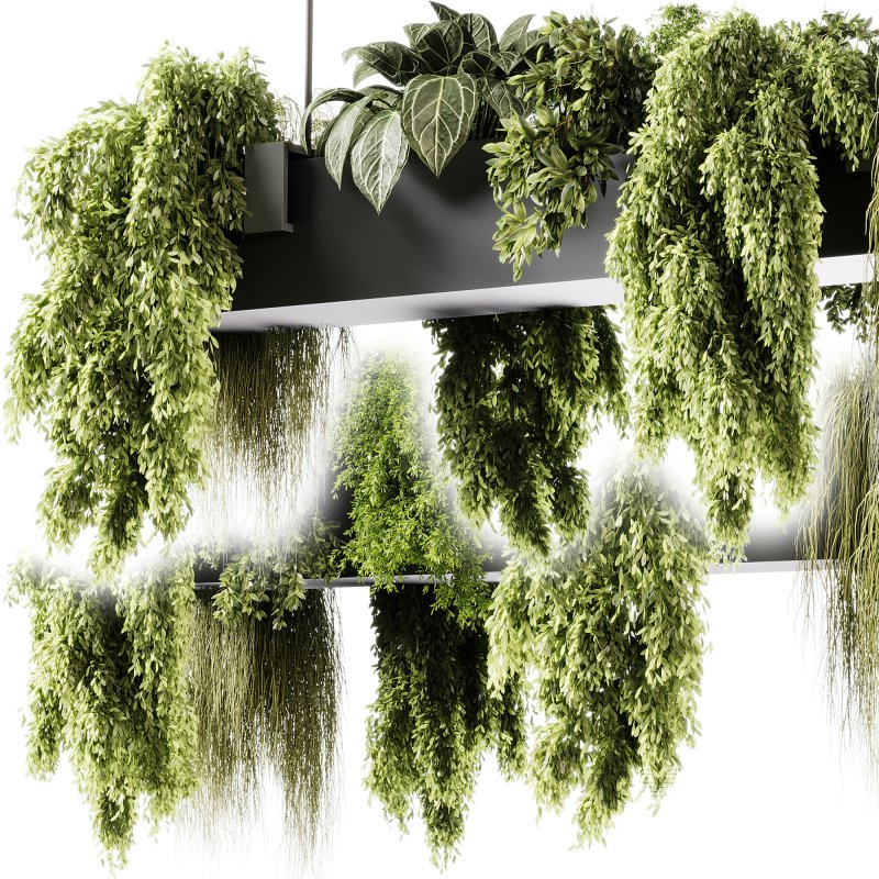 indoor plants 103- Hanging indoor plant - Image 3