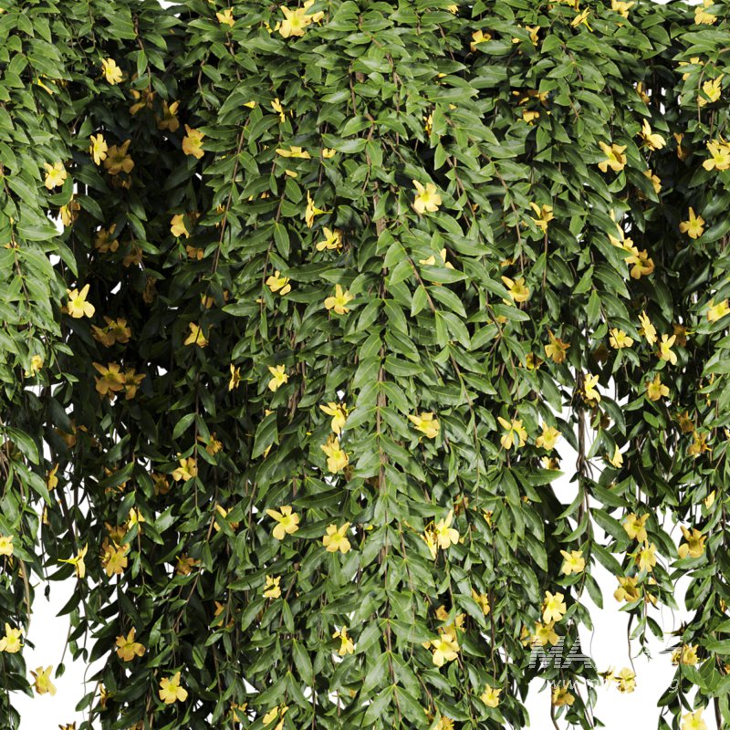 ivy plants - Image 3