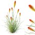 ntal grass native to moist meadows across Europe and western Asia. Its arching lime-yellow blades form dense mounds that shimmer in the light, offering a soft, flowing texture ideal for borders, ground covers, and contemporary garden compositions. - Thumbnail 5