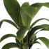 indoor plant 041 - Thumbnail 3