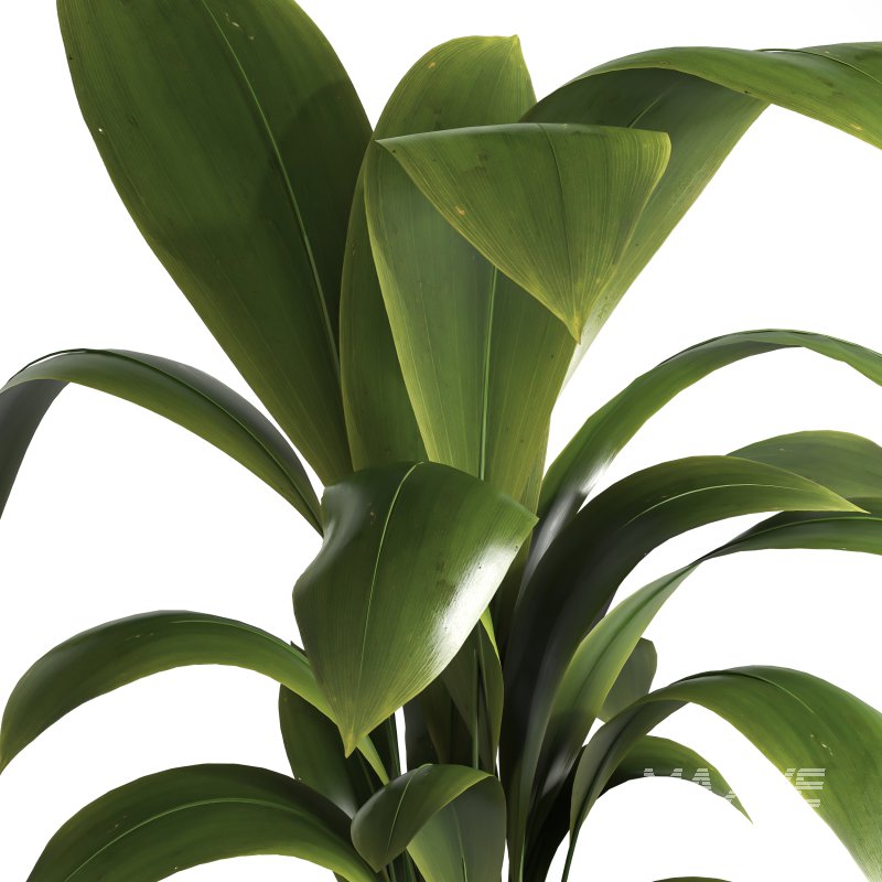 indoor plant 041 - Image 3