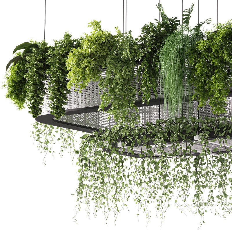 indoor plants – 62 Hanging indoor plant - Image 6