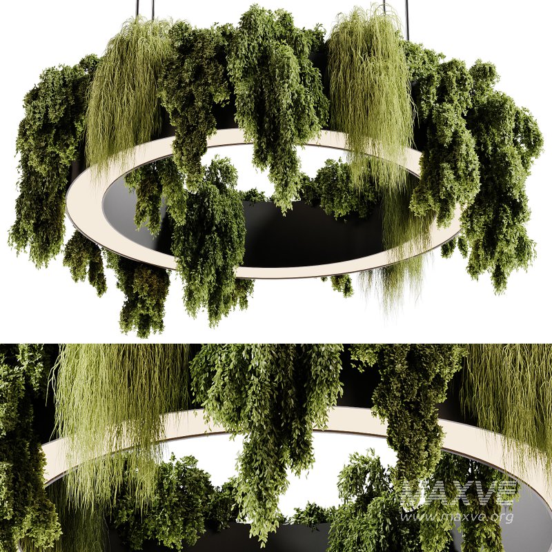 indoor plants 92- Hanging indoor plant - Image 5