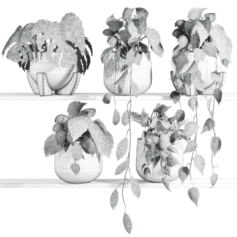 plants set on shelf - Image 3