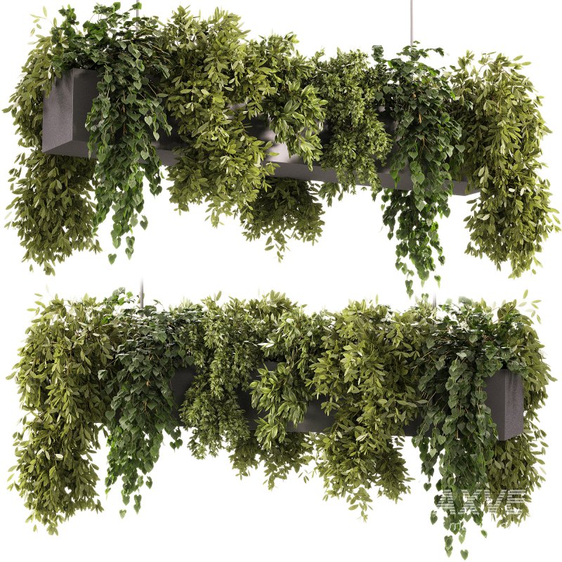 Indoor plants – 22 hanging indoor Plants - Image 1