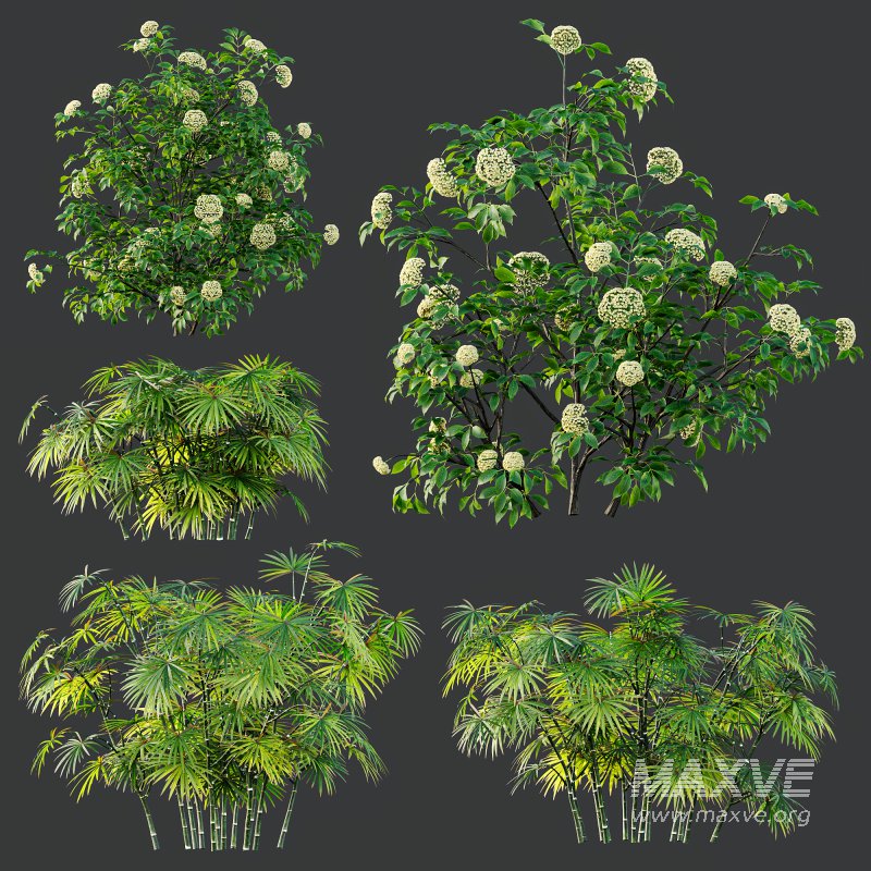 AV spring bushes Sambucus Nigra and Rhapis Excelsa - Image 6