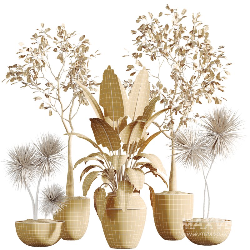 AV Indoor Plants Set 277 Ficus Elastica Beliza Tineke and Yucca Aloifolia Rostrata Palm and Japandi Ficus Dracaena Marginata - Image 7