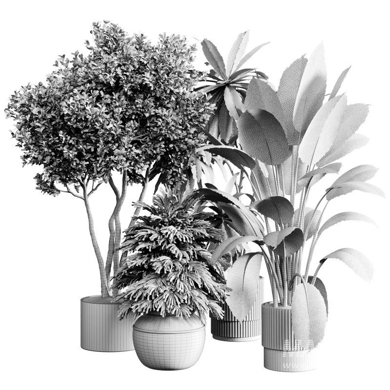 indoor plants 118 – plant collections in pot - Image 4
