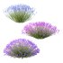plant bush Flower Lavandula pedunculata 02 - Thumbnail 3