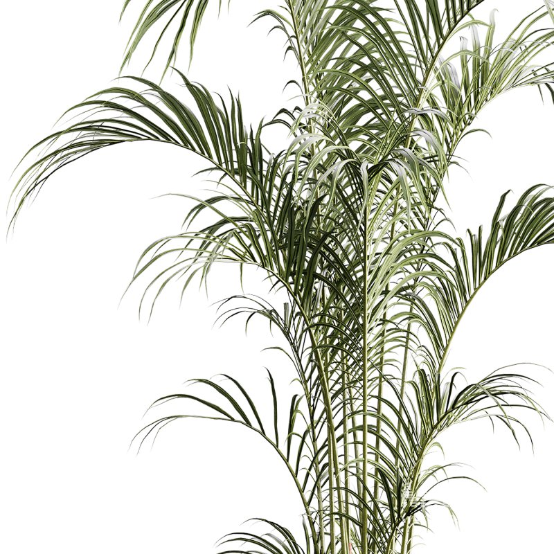 indoor plants 125 – plant in pot - Image 4