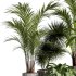 Indoor Plants collection – 71 Plants in pot - Thumbnail 5