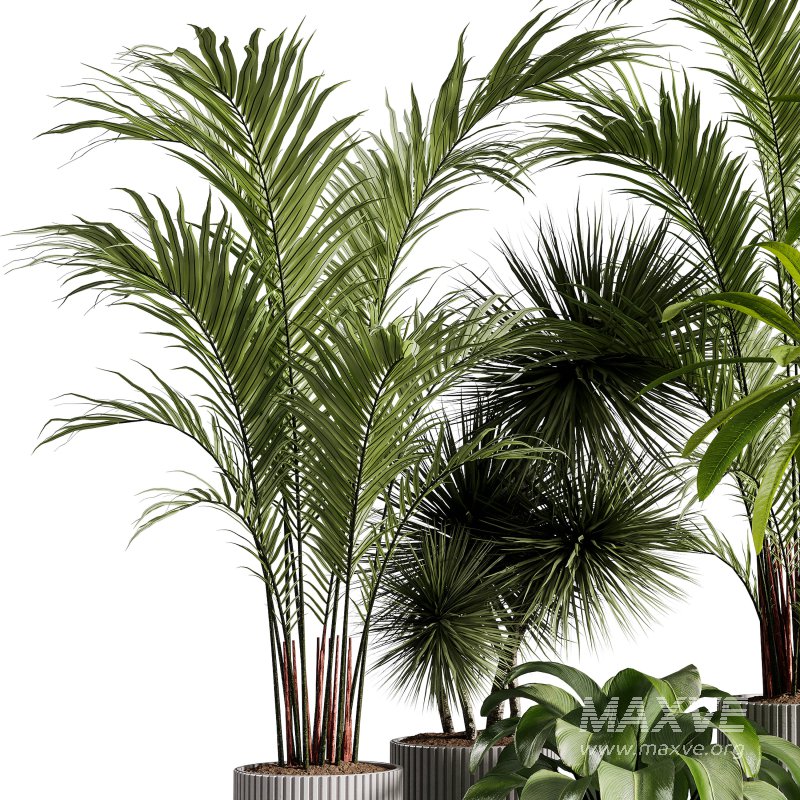 Indoor Plants collection – 71 Plants in pot - Image 5