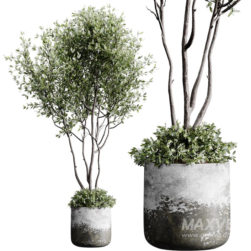 indoor plants 126 – plant in pot - Image 4