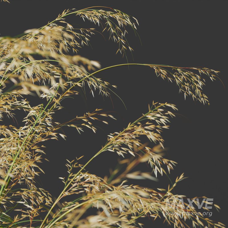 ntal grasses—**Celtica gigantea** (Golden Oats Grass) and **Nassella tenuissima** (Mexican Feather Grass)—curated for naturalistic, windswept landscapes and high-end 3D visualizations. - Image 2