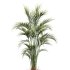 AV Indoor Plants Set 262 Japandi Ficus Dracaena Marginata and Areca Majesty Cat Reed Palm - Thumbnail 3