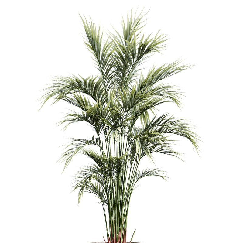 AV Indoor Plants Set 262 Japandi Ficus Dracaena Marginata and Areca Majesty Cat Reed Palm - Image 3