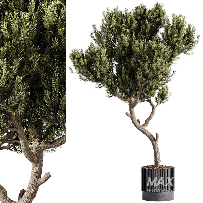 indoor plants – 63 plant in pot - Image 1