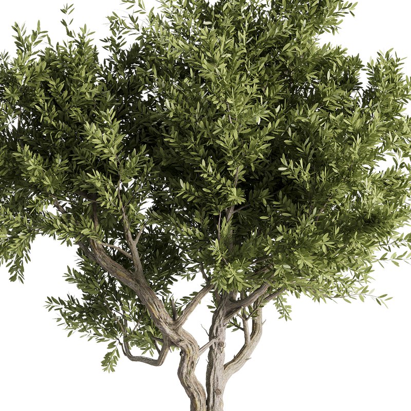 indoor plants – 46 plant in pot - Image 1