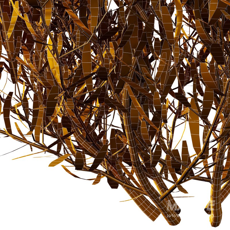 plant bush Lavandula pedunculata 01 - Image 7