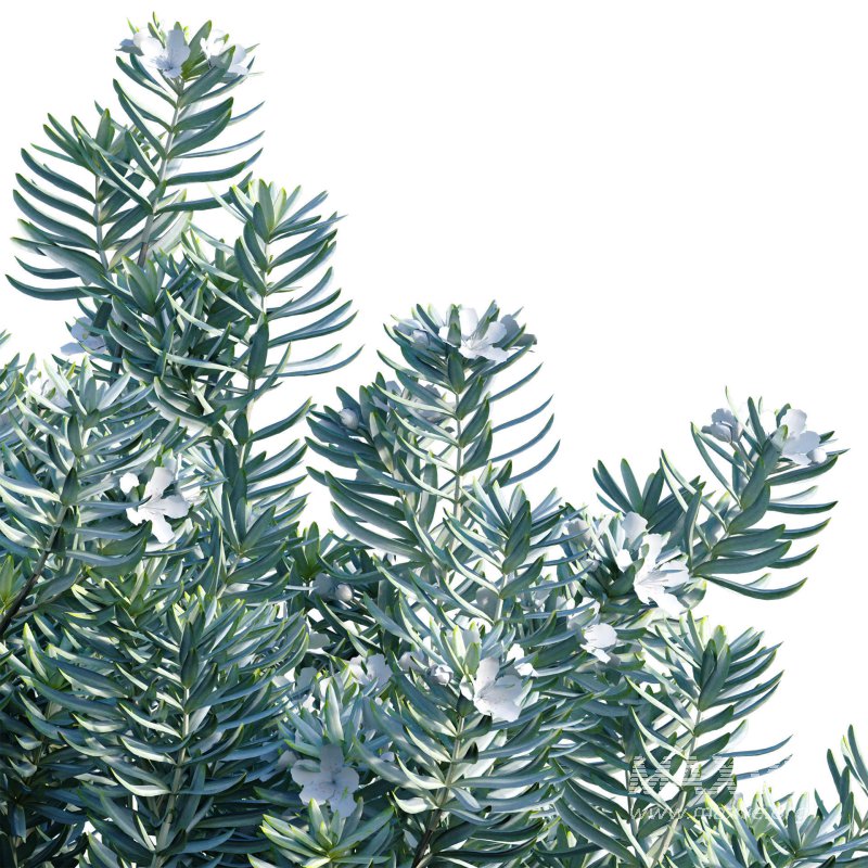 Westringia fruticosa – Coast Rosemary 01 - Image 2