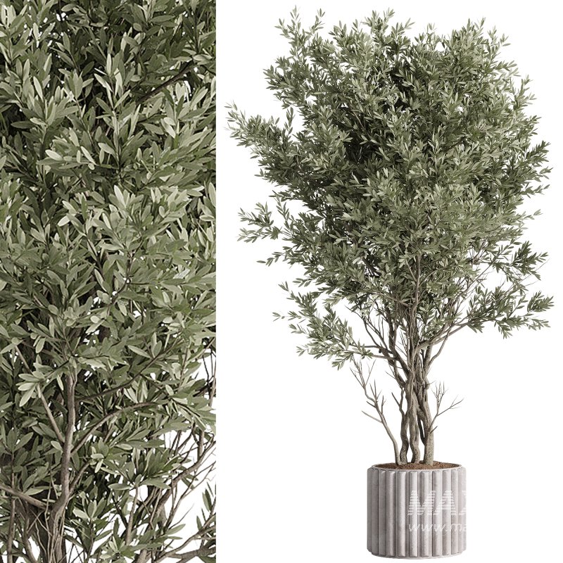 indoor plants – 57 plant in pot - Image 4