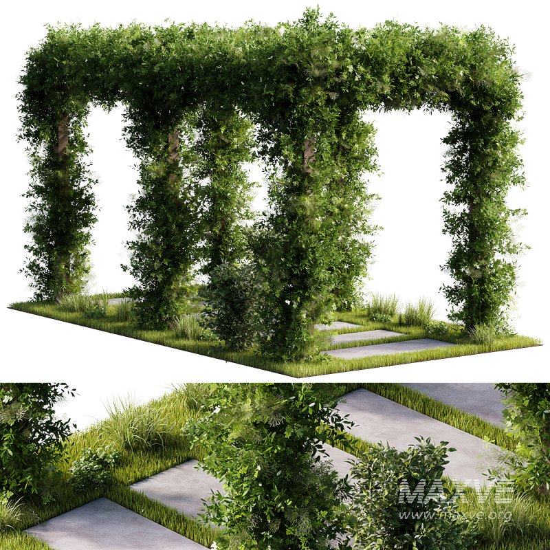 OutDoor plants – 4 Pergola plants set - Image 3