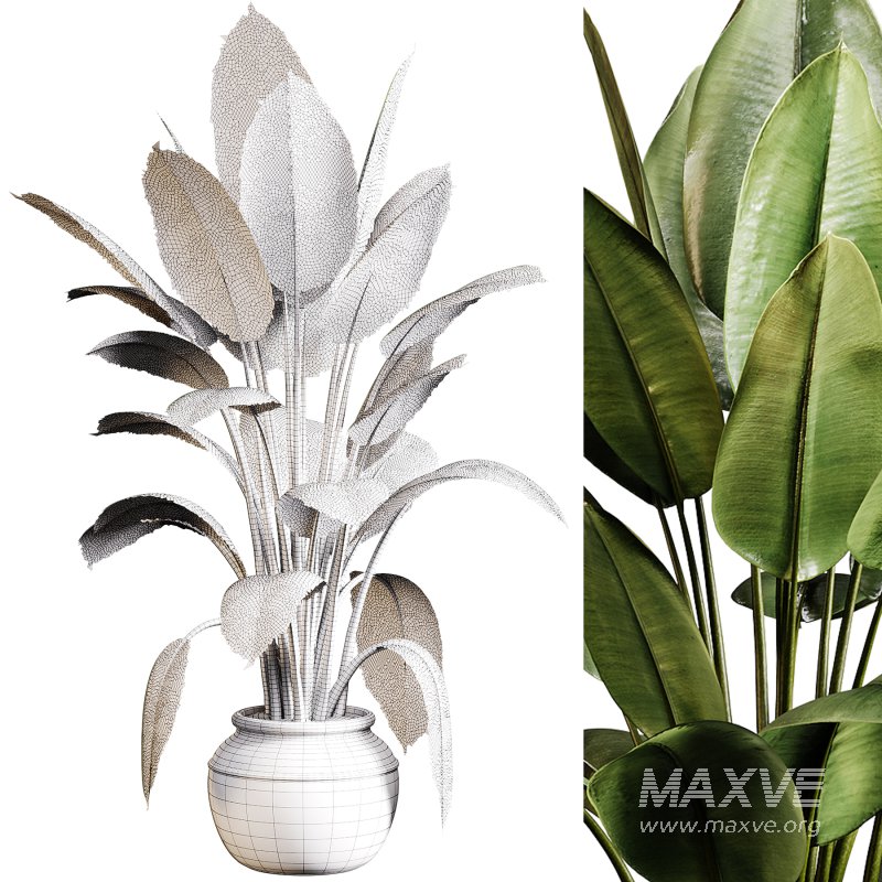 Indoor plants 96 – Plant in pot - Image 1