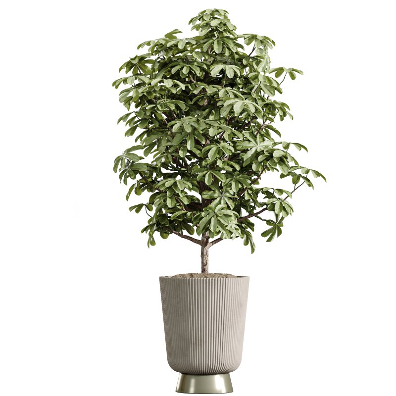 ntal plant is admired for its linear variegated foliage, offering a strong vertical structure. - Image 7