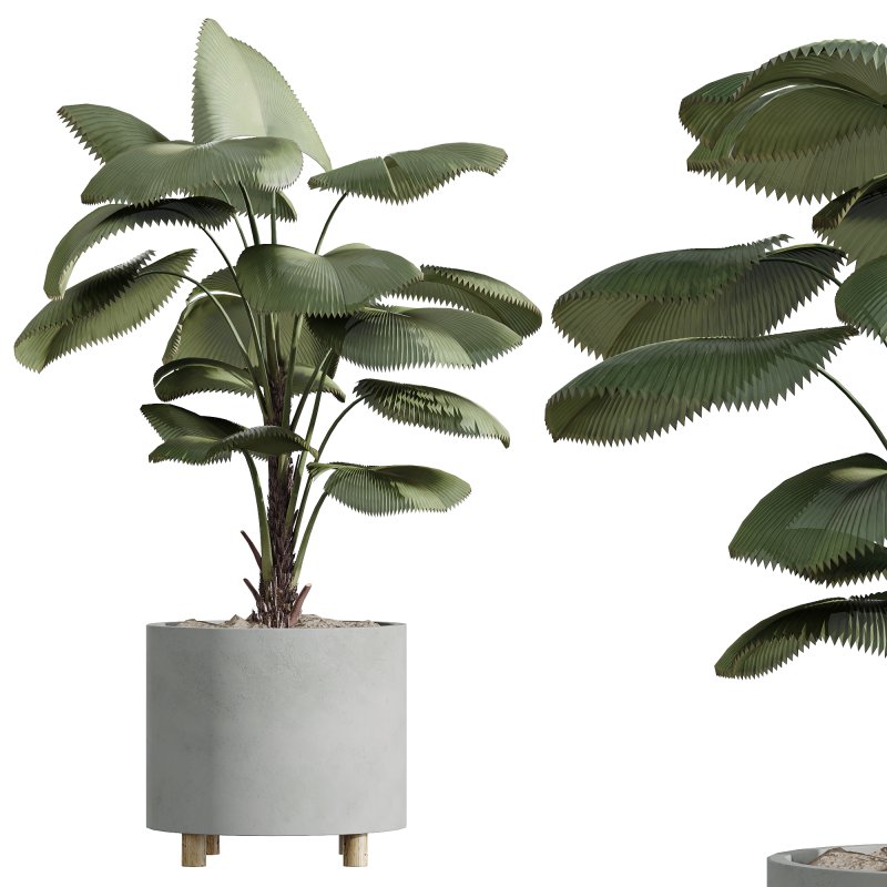 AV Indoor Plants Set 247 Ficus Indian and Hazel Erle and Yucca Elephantipes and Fan Palm - Image 2