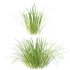 Carex Elata Aurea Grass 02 - Thumbnail 3