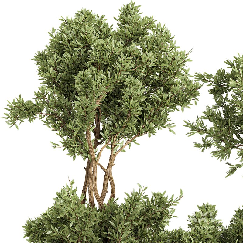 Indoor Collection plants 05 - Image 1