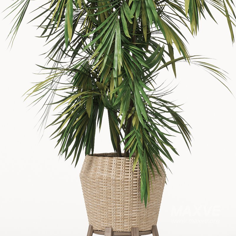 Indoor Plant 01_corona_2015 - Image 3