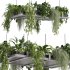 Hanging indoor Plants - Thumbnail 1