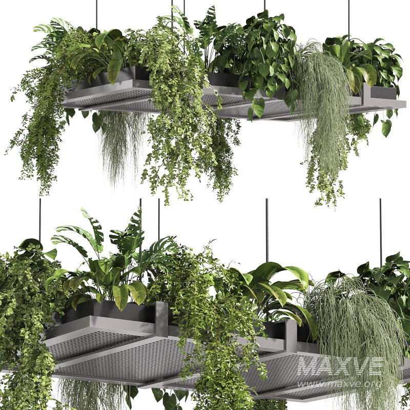 Hanging indoor Plants - Image 1