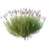 plant bush Flower Lavandula Stoechas 01 - Thumbnail 1