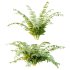 Macrothelypteris torresiana Fern bush 04 - Thumbnail 4