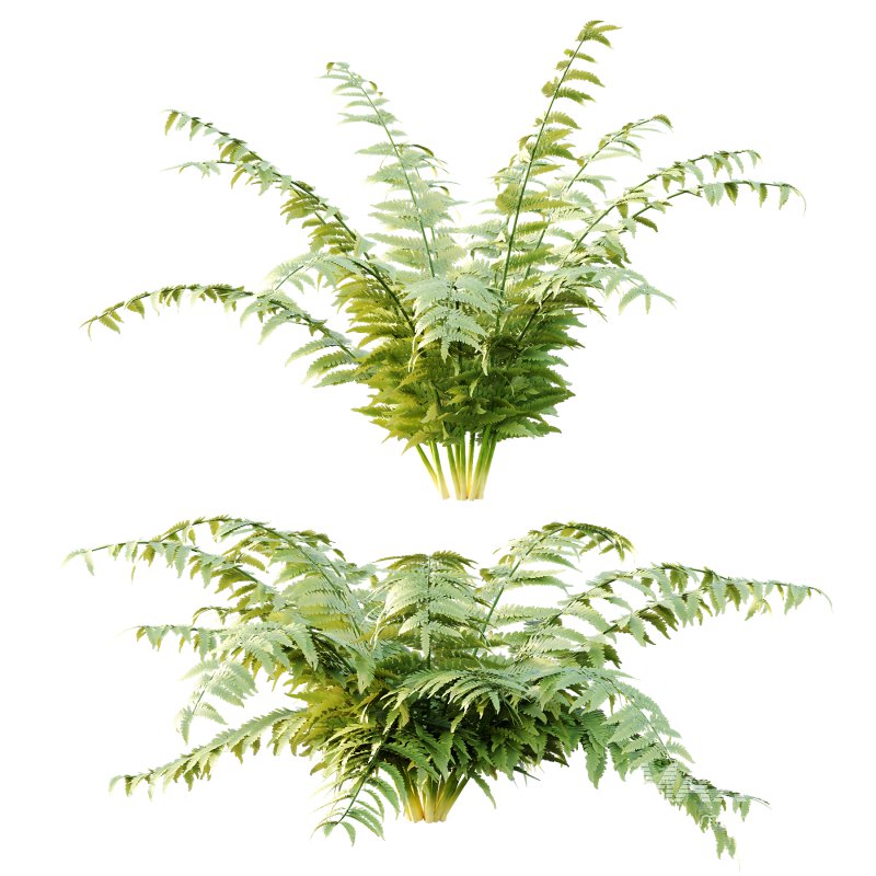 Macrothelypteris torresiana Fern bush 04 - Image 4