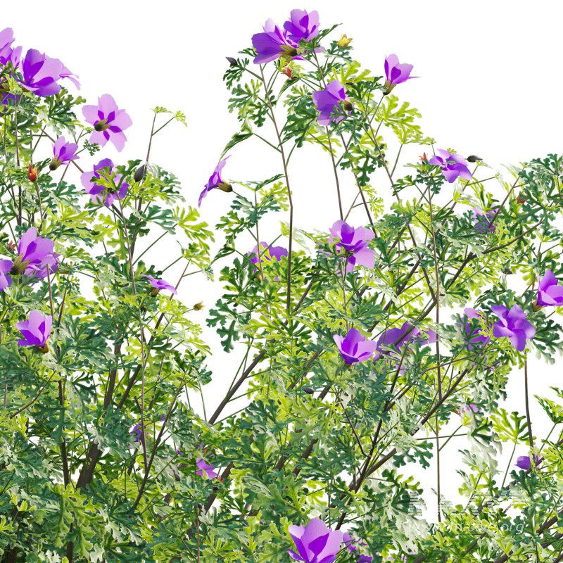 Alyogyne huegelii – Blue Hibiscus 01 - Image 5