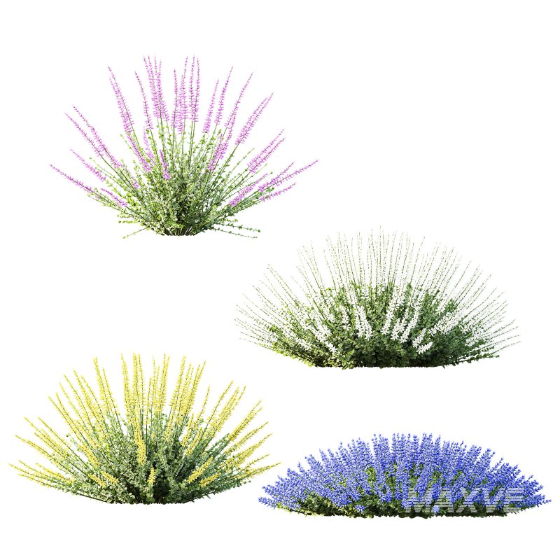 AV Plant Calluna Vulgaris Helena Summer Broom Heather Garden Girls01 - Image 2