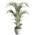 indoor plants 125 – plant in pot - Thumbnail 5