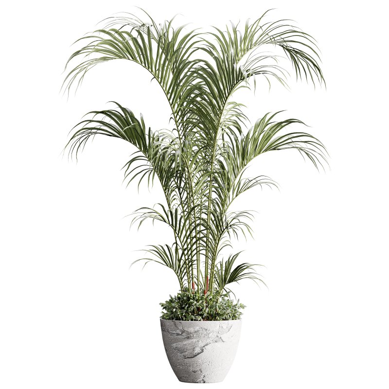 indoor plants 125 – plant in pot - Image 5
