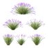 plant bush Flower Lavandula pedunculata 05 - Thumbnail 4