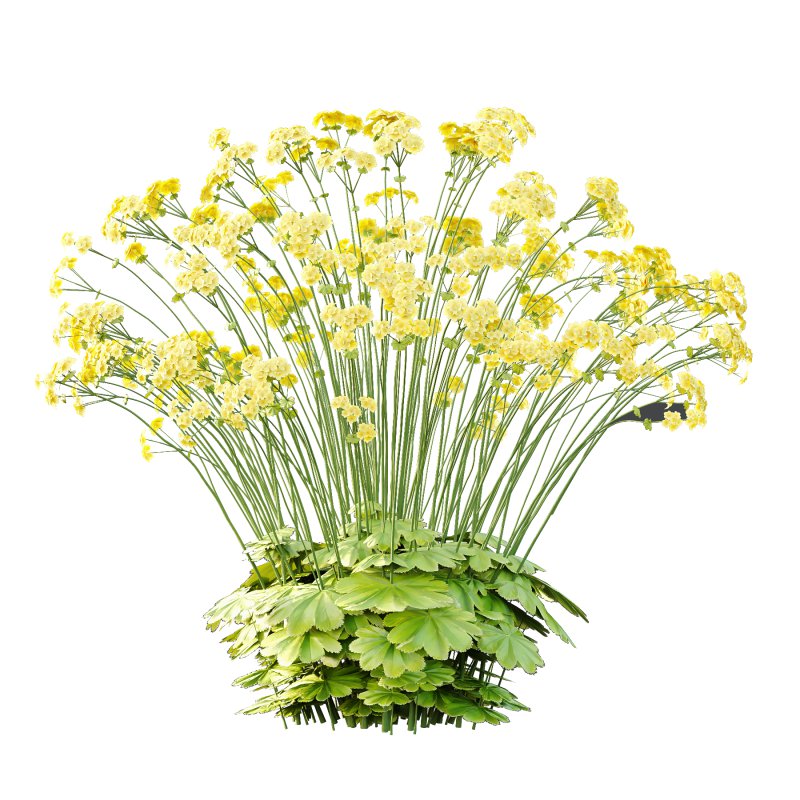 Alchemilla mollis flower Plant 03 - Image 2